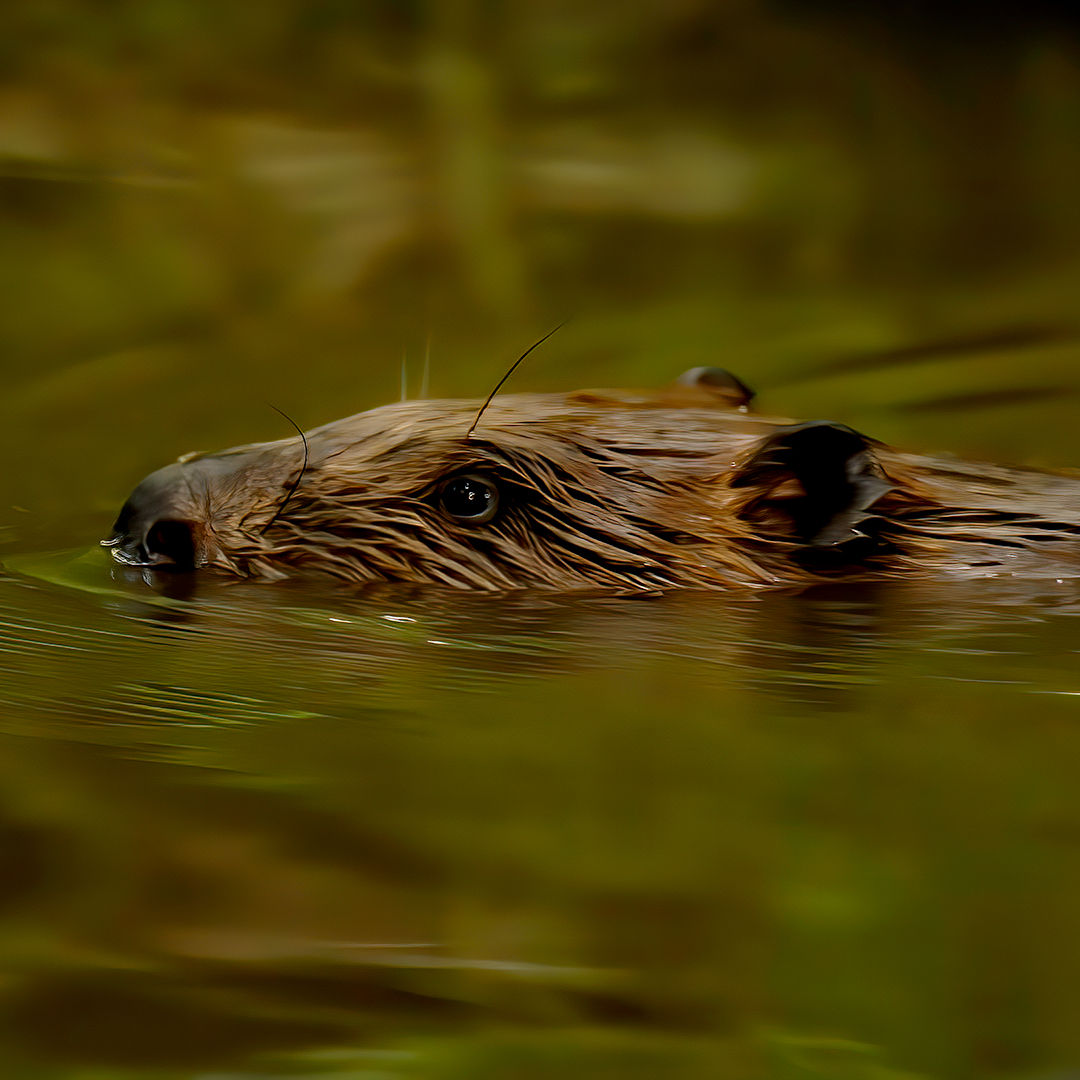 North Wales Wildlife Trust (@north_wales_wt) on Twitter photo Hear Alicia from <a href="/beaverafanc/">Welsh Beaver Project</a> Welsh Beaver Project and talking on <a href="/BBCRadioWales/">BBC Radio Wales</a> this morning about beavers and our calls for them to be recognised as a native species in Wales.
bbc.co.uk/sounds/play/m0…
Listen from 0:54:00
📷Russel Savory Hear Alicia from <a href="/beaverafanc/">Welsh Beaver Project</a> Welsh Beaver Project and talking on <a href="/BBCRadioWales/">BBC Radio Wales</a> this morning about beavers and our calls for them to be recognised as a native species in Wales.
bbc.co.uk/sounds/play/m0…
Listen from 0:54:00
📷Russel Savory