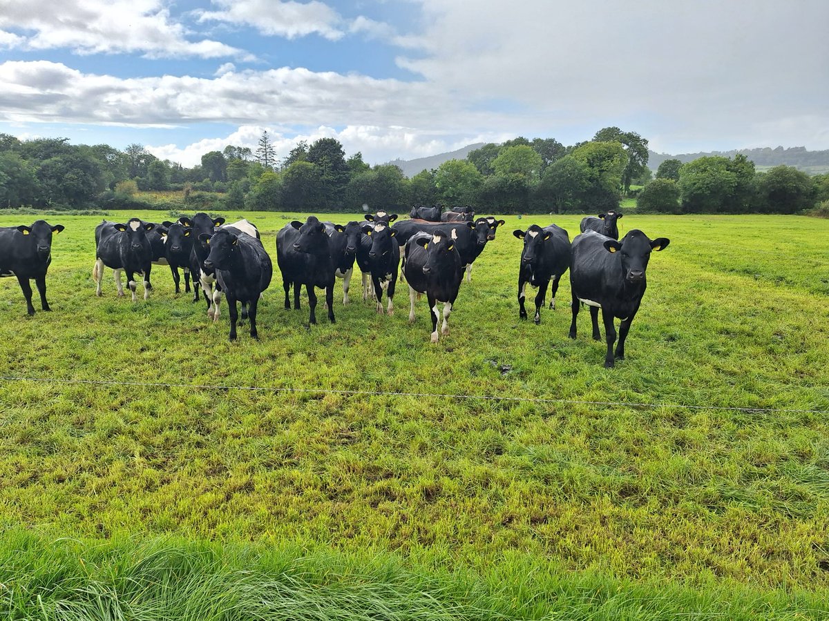 BGS Grassland Farmer of the Year 2024
Yesterday the judges visited Philip &amp; David Clarke at Augher, Co. Tyrone. The 80 spring calving cows yield of 5747 l/cow (73% from forage). The farm is mostly long-term leys, with some multi-species swards and red clover based silage swards.