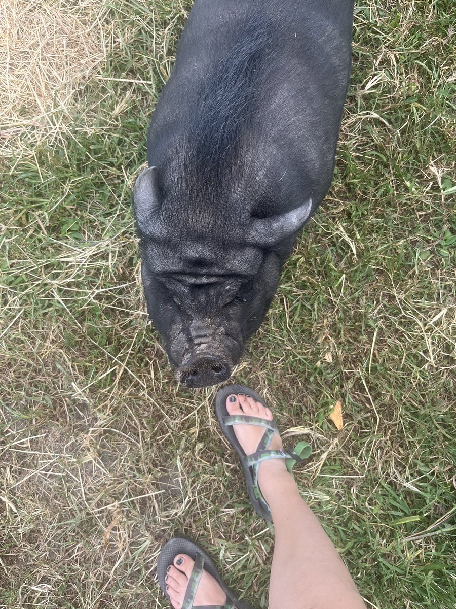 goddesskat98's tweet photo. this PIGGY at the farm tried to nibble on my piggies!!! need a paypig to help me feel better 😭 https://t.co/G2CwCJdsTV