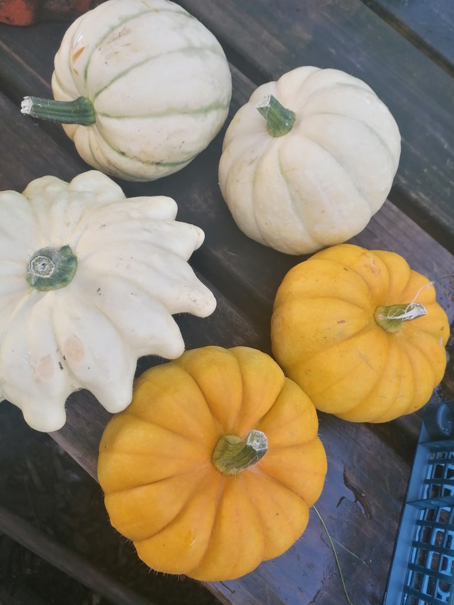 Beautiful heritage black cherry tomatoes, beef steak tomatoes, patty squash and lots more available at the garden freshly picked