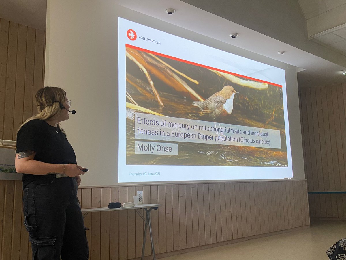 #ecobhrv2024 #EcotoxicologyEcophysiology With a 10 years monitoring of European dippers, <a href="/mollyohse/">molly</a> explores the effects of mercury on an essential organelle🦠: the mitochondria 🔍What are the cascade effects of  mitochondrial changes induced by Hg on their fitness?