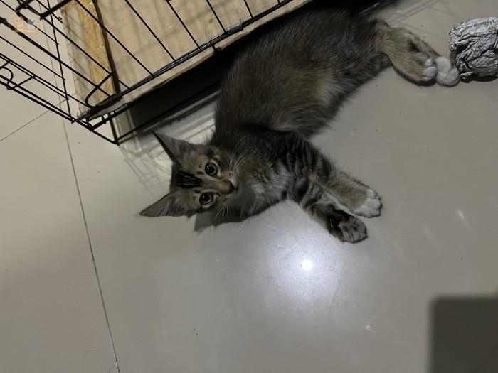 Kcg! HELP RT

Ditemukan kucing hilang daerah semper, Jakut. Kurang tau jenis apa tp yg pasti kucing ras, kayaknya dia nyasar dan gatau jalan pulang 😢 bagi yg merasa kehilangan tolong reply yaa terima kasih 🙏🏻