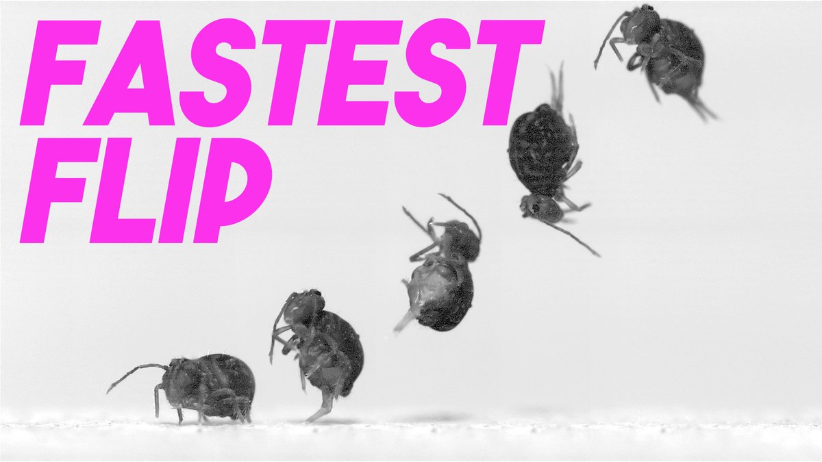 I just published a bunch of cool stuff on globular springtails! Read about it and watch them here: news.ncsu.edu/2024/08/this-t…