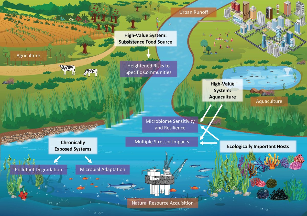 Akos T. Kovacs (@evolvedbiofilm) on Twitter photo Host-associated microbes mitigate the negative impacts of aquatic pollution
<a href="/mSystemsJ/">EIC Jack Gilbert</a> Perspective by <a href="/racheldiner/">Rachel Diner</a>, <a href="/sallardvt/">Sarah Allard</a>, and <a href="/gilbertjacka/">Jack A Gilbert (he/him/his)</a>
journals.asm.org/doi/10.1128/ms… Host-associated microbes mitigate the negative impacts of aquatic pollution
<a href="/mSystemsJ/">EIC Jack Gilbert</a> Perspective by <a href="/racheldiner/">Rachel Diner</a>, <a href="/sallardvt/">Sarah Allard</a>, and <a href="/gilbertjacka/">Jack A Gilbert (he/him/his)</a>
journals.asm.org/doi/10.1128/ms…
