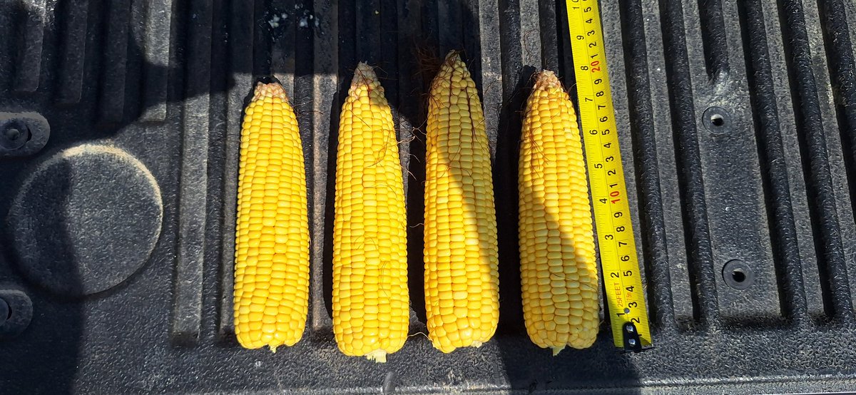 Devin Homick tweet media