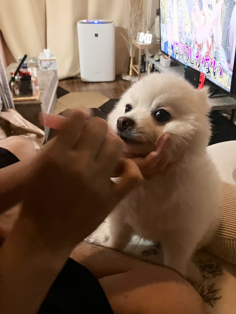 Pwl7T's tweet photo. 歯磨きしてる瞬間もかわいいのね🪥😭💞

#ポメラニアン　#犬 https://t.co/wFOzGRm7GI