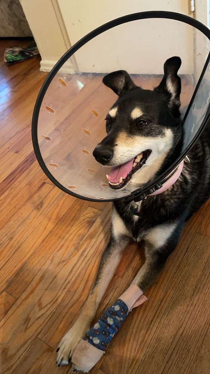 Zotaku Senpai tweet media