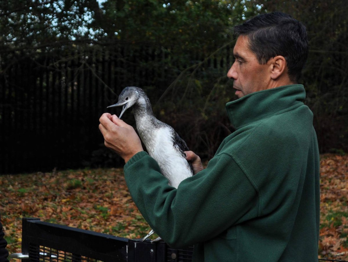 We're heartbroken to share that Tony passed away on 1 August 2024. He loved sharing his birding adventures through his beautiful photos. In his memory, we've set up a Tribute Page with Macmillan Cancer Support. Any donation, big or small, would be greatly appreciated. Thank you♥️