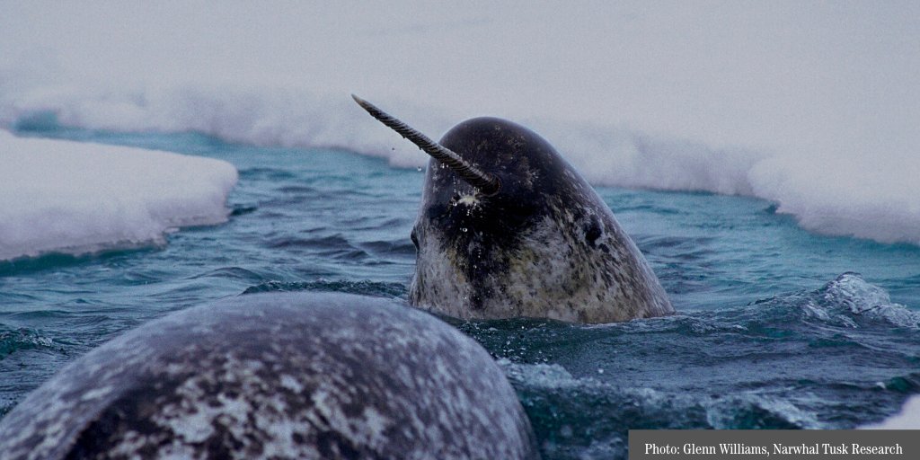 September 2nd - the last day to visit #Narwhal: Revealing an Arctic Legend. 

September 3rd - 12th - the Museum will be CLOSED. 

September 13th - Holly Carr's Light in the Forest, an immersive experience, opens at your #Museum. 

#Halifax #NovaScotia