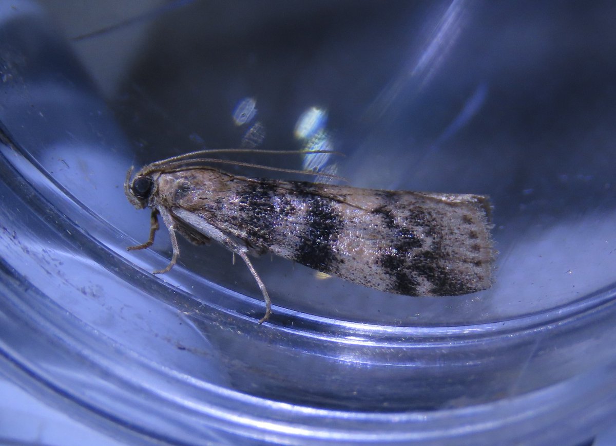 dragonflyrich's tweet photo. @MOTHIDUK A few micros from my East Devon garden on 19/7/24, if you could confirm them. I think Euzophera Pinguis, Cydia sp and a couple of Eudonia Mercurella. Thanks in advance. https://t.co/4Cs129jvSr
