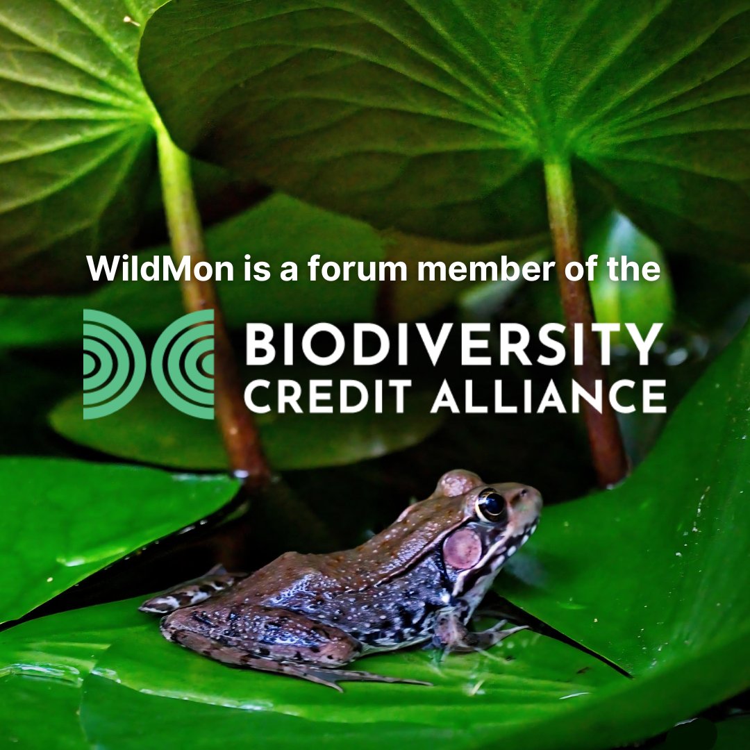 We are officially a forum member of the Biodiversity Credit Alliance🦋!

🌐 BCA is at the forefront of the biodiversity credit market, bringing together international stakeholders to influence the development of credible and equitable standards and policies.