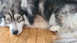 KOA IS MISSING IN BROOKLYN: last seen near Brooklyn and Atlantic. He's chipped:
956000012590523. If you've seen or found him please call 888-466-3242 and PLEASE RT KOA!