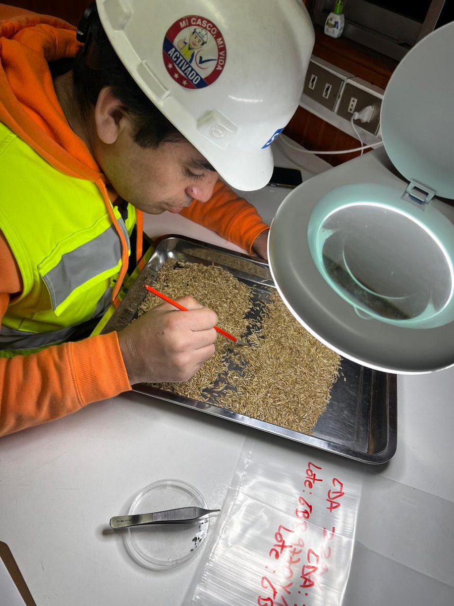 sagchile's tweet photo. Para evitar el ingreso de malezas cuarentenarias a nuestro país, funcionarios/as de @sagchile inspeccionan semillas forrajeras provenientres de Nueva Zelanda en #SVTI #Talcahuano https://t.co/SFUgy3HPd3