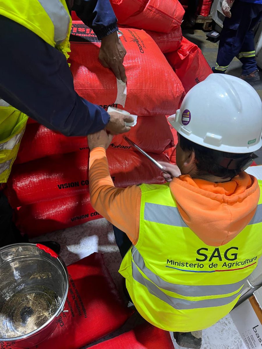 sagchile's tweet photo. Para evitar el ingreso de malezas cuarentenarias a nuestro país, funcionarios/as de @sagchile inspeccionan semillas forrajeras provenientres de Nueva Zelanda en #SVTI #Talcahuano https://t.co/SFUgy3HPd3