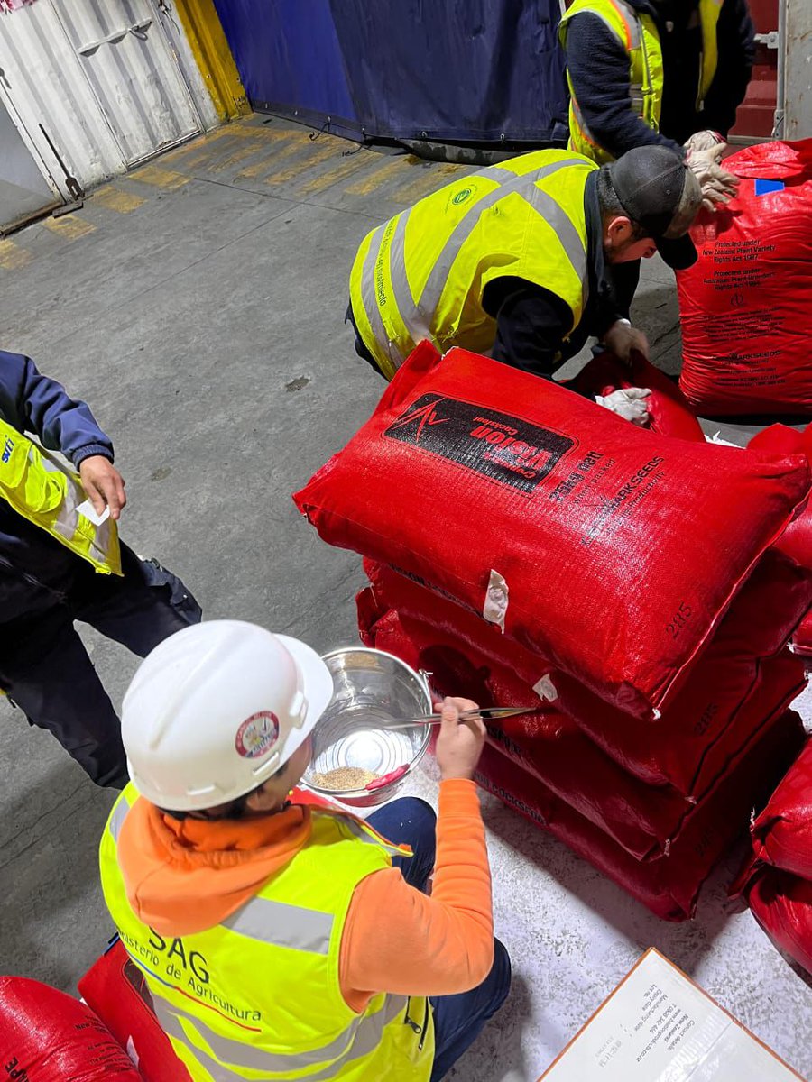sagchile's tweet photo. Para evitar el ingreso de malezas cuarentenarias a nuestro país, funcionarios/as de @sagchile inspeccionan semillas forrajeras provenientres de Nueva Zelanda en #SVTI #Talcahuano https://t.co/SFUgy3HPd3