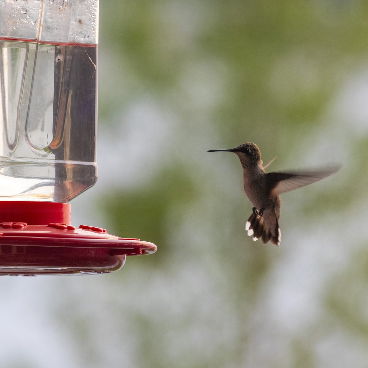 AmberDesign_'s tweet image. I just love watching these little guys outside my office window. My little jousting crack heads. They make my days a little happier. 

#hummingbirds #happy #office #crackheads #jousting #birdwatching