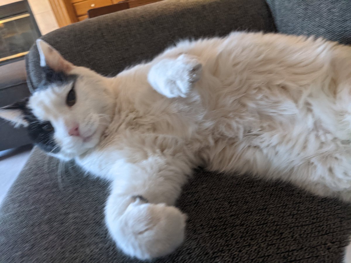 Dapper Cat Furs tweet media