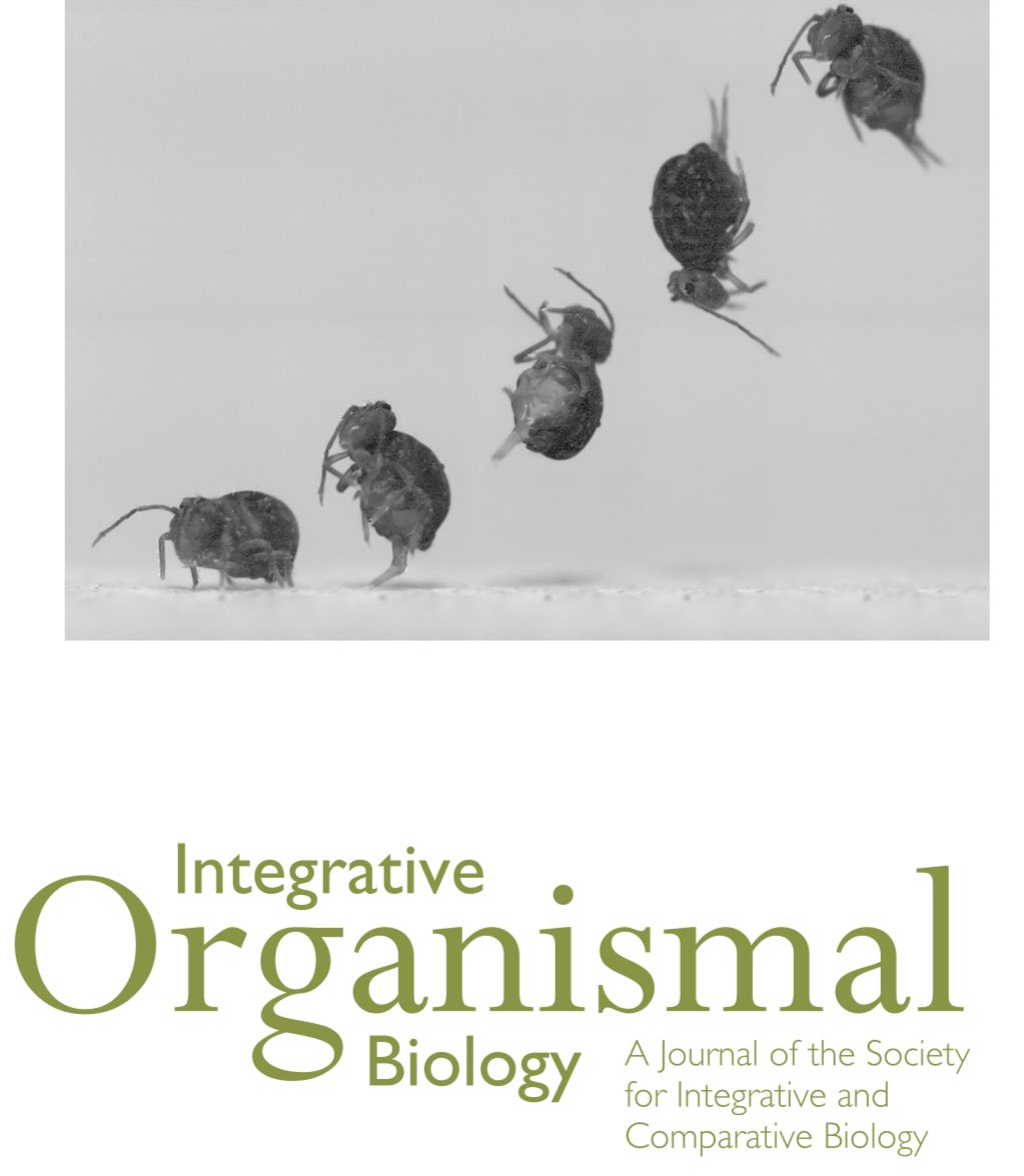 iobjournal@sicb.org (@iobjournal) on Twitter photo Fresh off the presses!
Jumping Performance and #Behavior of the Globular Springtail Dicyrtomina minuta
<a href="/DrAdrianSmith/">Adrian Smith</a>, J S Harrison
doi.org/10.1093/iob/obā¦
& see his insta on it
instagram.com/reel/C_QZDwdOvā¦
#insects #museum #science #bugs Fresh off the presses!
Jumping Performance and #Behavior of the Globular Springtail Dicyrtomina minuta
<a href="/DrAdrianSmith/">Adrian Smith</a>, J S Harrison
doi.org/10.1093/iob/obā¦
& see his insta on it
instagram.com/reel/C_QZDwdOvā¦
#insects #museum #science #bugs