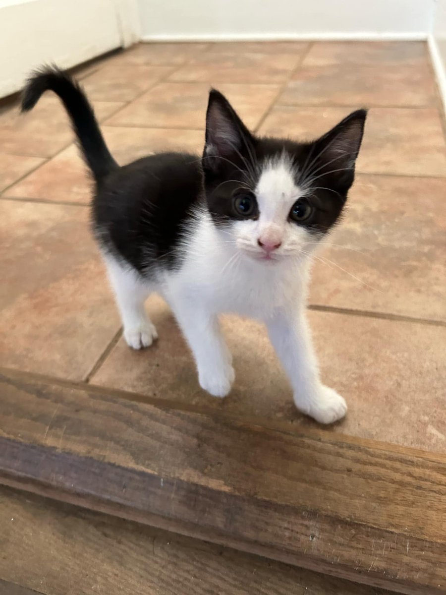 <a href="/latsot/">latsot</a> We live in Virginia and have a few kittens that need homes....