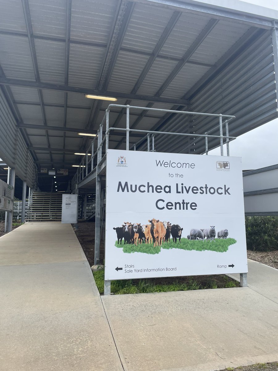 Diwrnodau dwetha wedi bod yn brysur! Stayed with Jess (who visited us in july)  at her home near Toodyay where the family run Liberty Cattle stud. She took me to Dowerin field days, and we also visited the biggest under-cover livestock facility in the southern hemisphere!😅