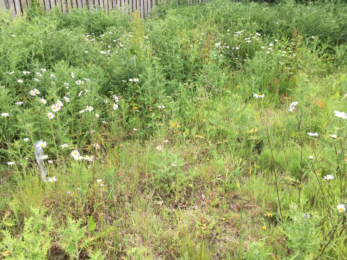 Exploring the restorative capacity of urban green spaces and their #biodiversity through an adapted One Health approach: A scoping review
sciencedirect.com/science/articl…
#novelecosystems #OneHealth