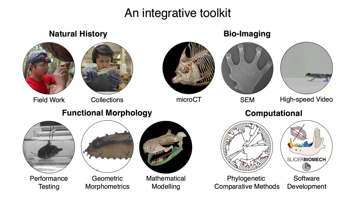 Finishing my PhD and looking for a postdoc for summer/fall 2025! I do functional morphology, biomechanics, kinematics, phylo comp methods, CT scanning, R and python coding and more! I like fish &amp; herps but open to system!

If you have funding or know of opportunities, let me know