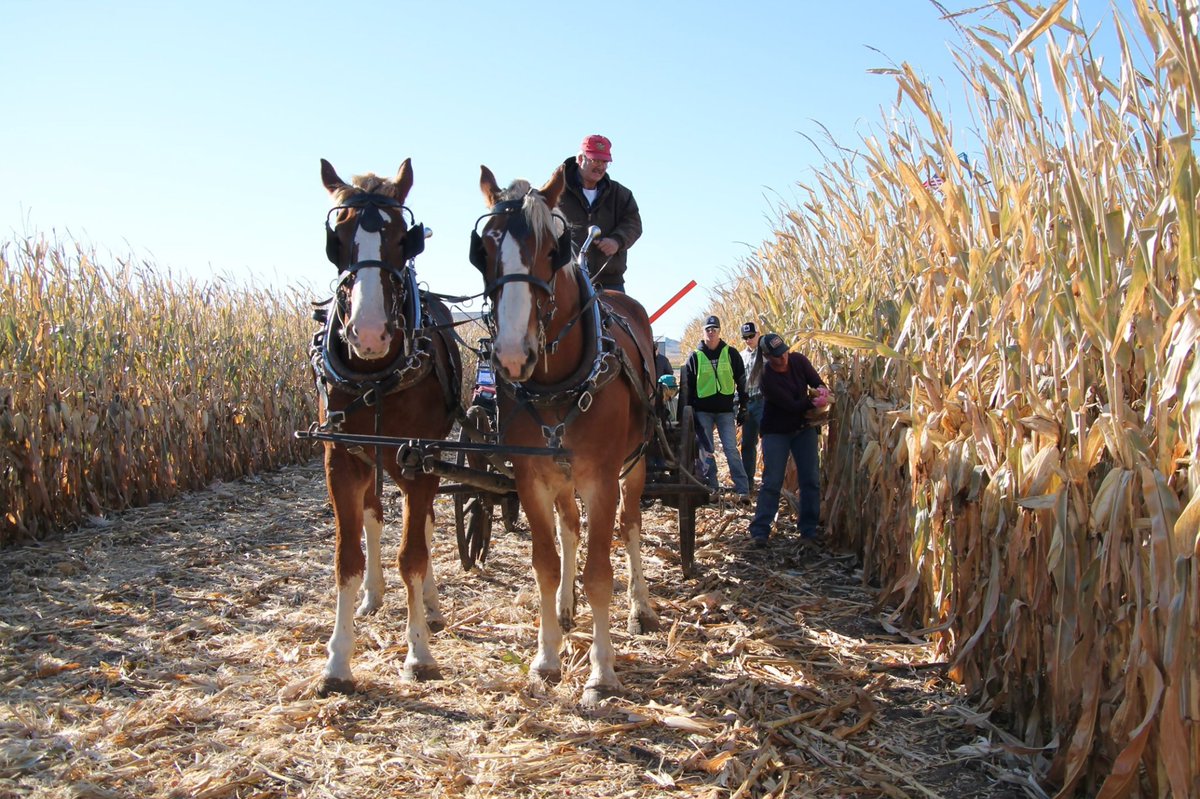 SeeGrandIsland's tweet photo. You don't have to grow corn to race in the Nebraska State Hand Cornhusking Contest. Sign up now, or plan to watch September 14th: https://t.co/OTORHbHiOE

#race #Contest #cornhuskers #corn #simplygrand https://t.co/xGo5eQGiX1