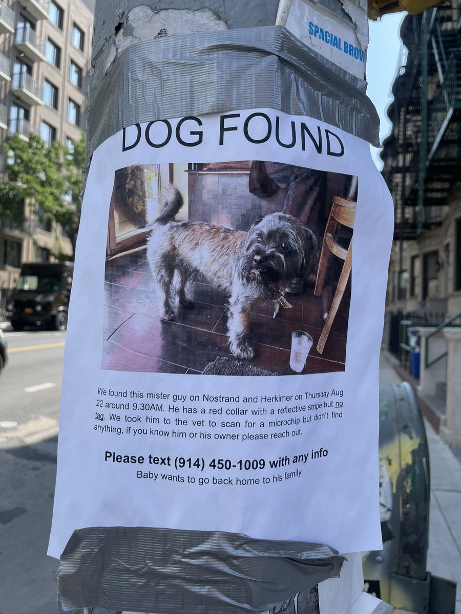benbotwick's tweet image. I am so that glad this dog was found and that I’m not the only one who calls dogs “mister guy” #dogfound #crownheights