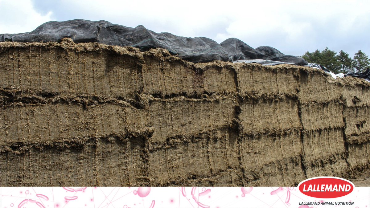 Don’t rely on regional averages for your #silage analysis! 🔍  

The quality of this year’s first cut silage results has been hugely variable, even between neighbouring farms. It's crucial to conduct your own analysis for effective nutrition decisions.