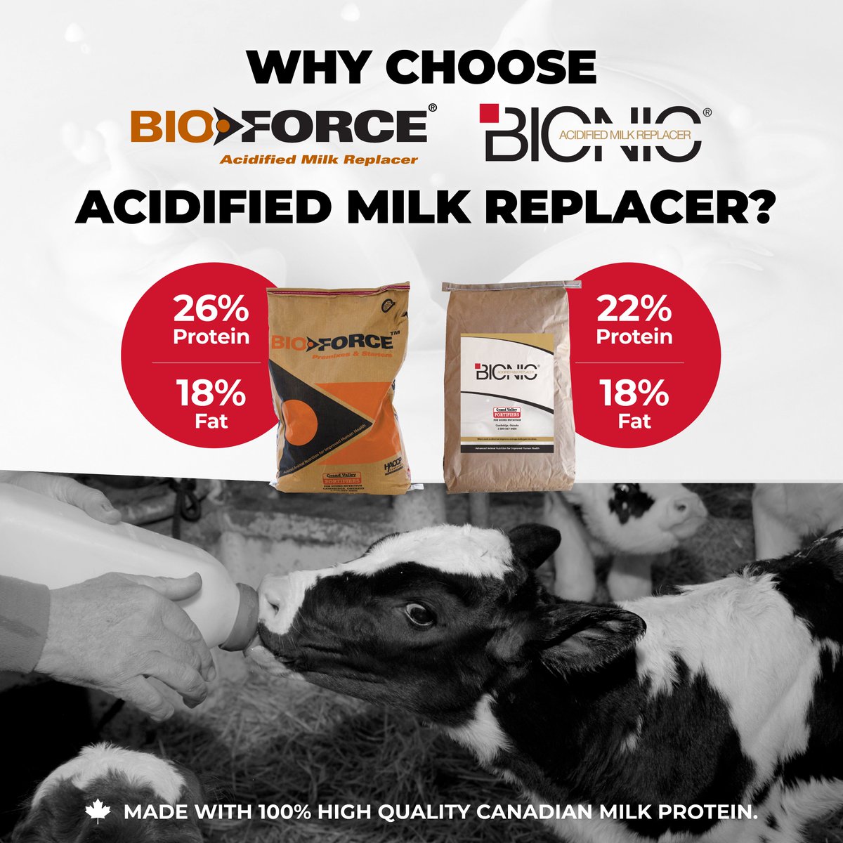 GVFdairy's tweet image. 🔍 Discover the key features of BioForce® &amp;amp; Bionic® Acidified Milk Replacers. 100% high quality Canadian dairy protein, 18% fat content, and acidified for better stability and digestion. The best choice for your calves.
#DairyExcellence #TopQuality #BioForceBionicPromo #OntAg