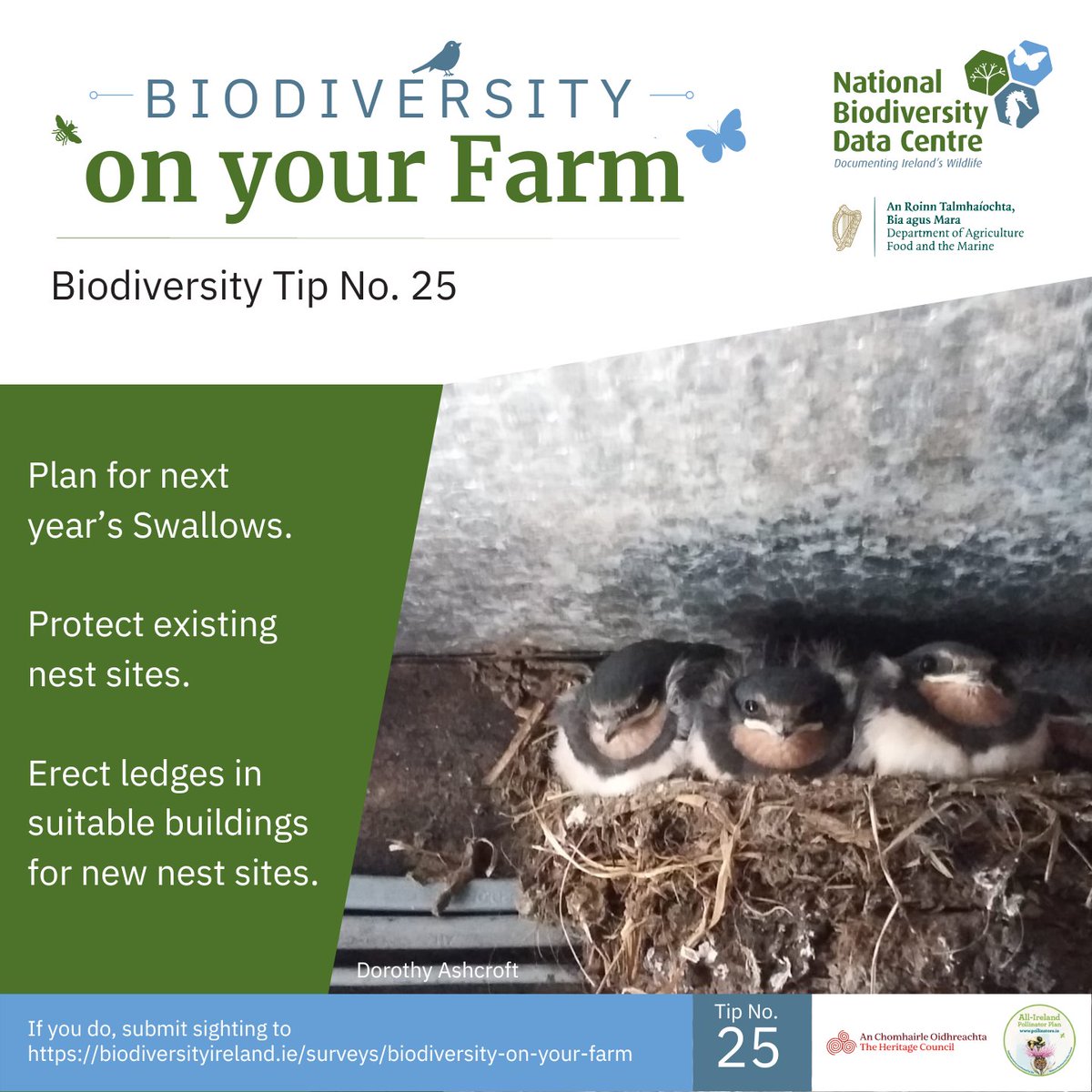 Biodiversity Tip No. 25

Swallows return to Ireland each year to build nests and rear young in the outbuildings they were born in themselves, often reusing nests.

To find out more, click on the swallow photo here:
bit.ly/48UJp72

<a href="/PollinatorPlan/">All-Ireland Pollinator Plan</a>
#FarmlandBiodiversity