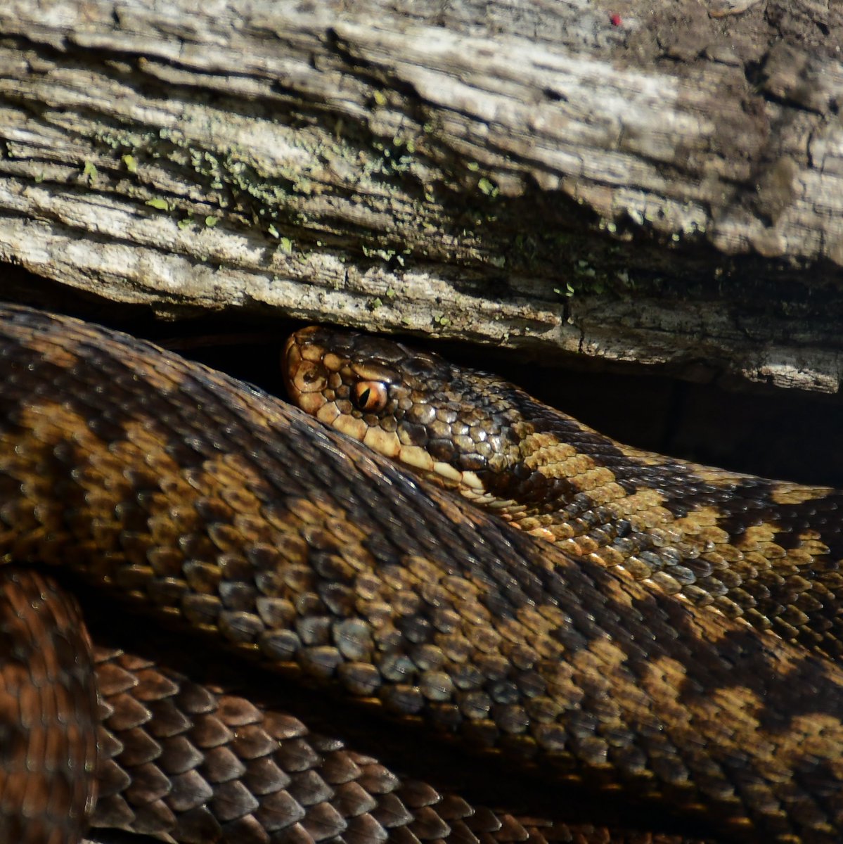 ☀️ Who’s been basking in the sun like a snake this week? ☀️ 

🐍 The UK’s only venomous snake, adders are cold blooded which means they need the warmth of the sunlight to keep their bodies working properly.