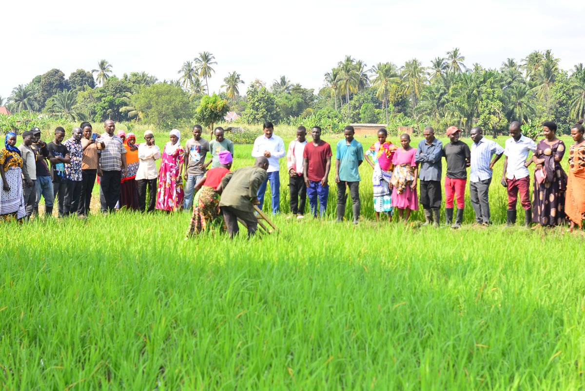 So happy to impart training to Tanzanian Agriculture Research Institute officials, agriculture extension workers,  lead farmers on SRI paddy cultivation, Plant Clinics &amp; Digital Agriculture under Knowledge Exchange programme between <a href="/mssrf/">MSSRF</a>  &amp; NORAD supported SRI project Tanzania