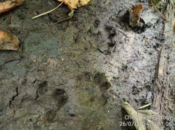 Check out this otter-ly amazing photo! Otter prints have been spotted at #HertfordCastle 

It's likely that otters use the section of the River Lea that passes through the grounds as a corridor to other watercourses within the surrounding area. 

#GreenspaceRenewal #HeritageFund