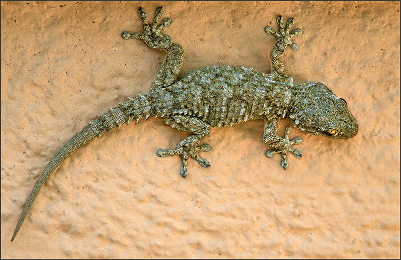 Virgili7's tweet photo. Consell de #boncatala del 31 d'agost:

No hem de confondre un DRAGÓ (esquerra) i un DRAC (dreta): el 'dragó' és una animal real, un petit rèptil que menja insectes (i no pas roba, com alguns creuen).

Un 'drac' és una bèstia imaginària, fantàstica.

Feu que s'escampi, si us plau! https://t.co/56Cfy4tc5D