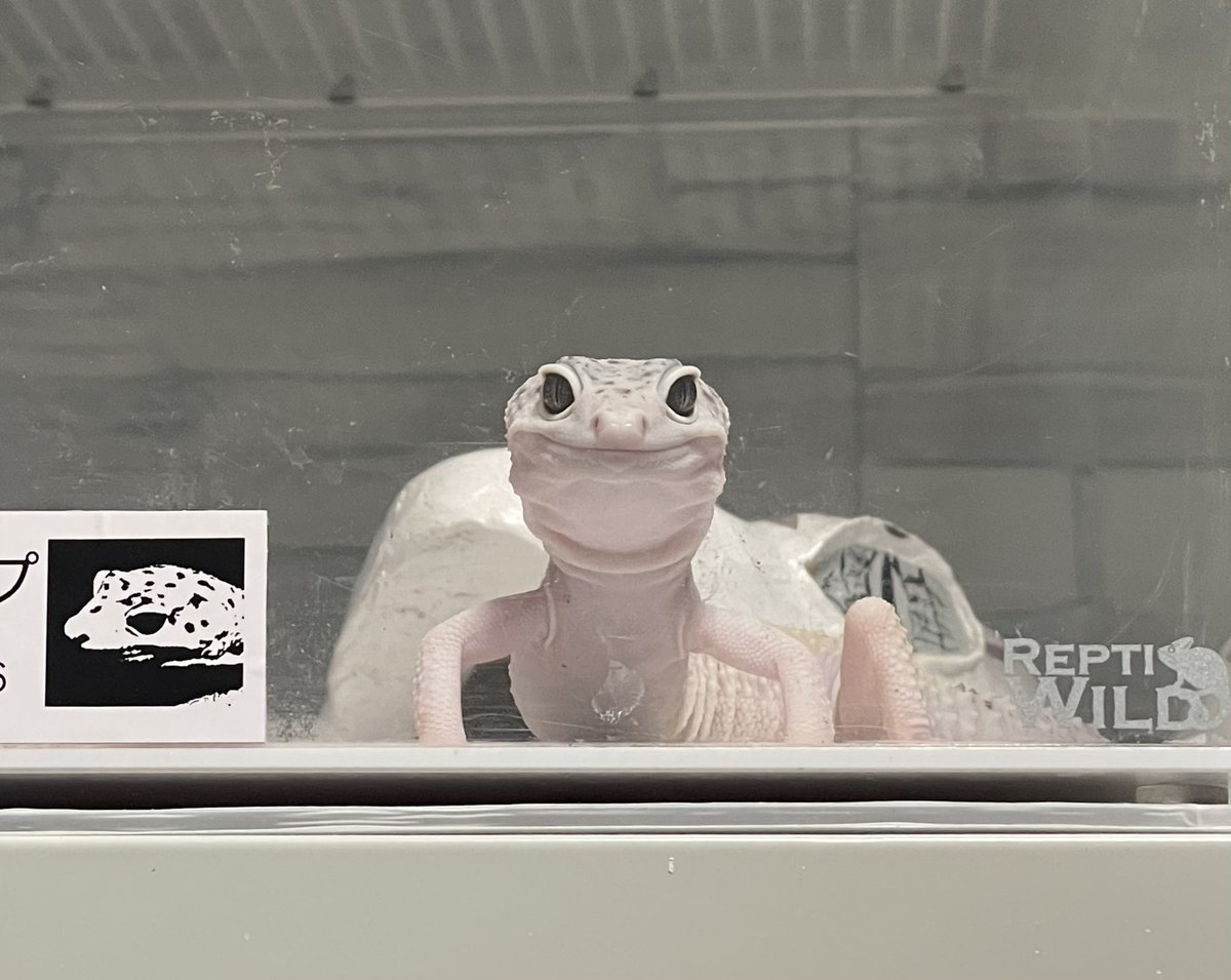 K🦎 tweet media