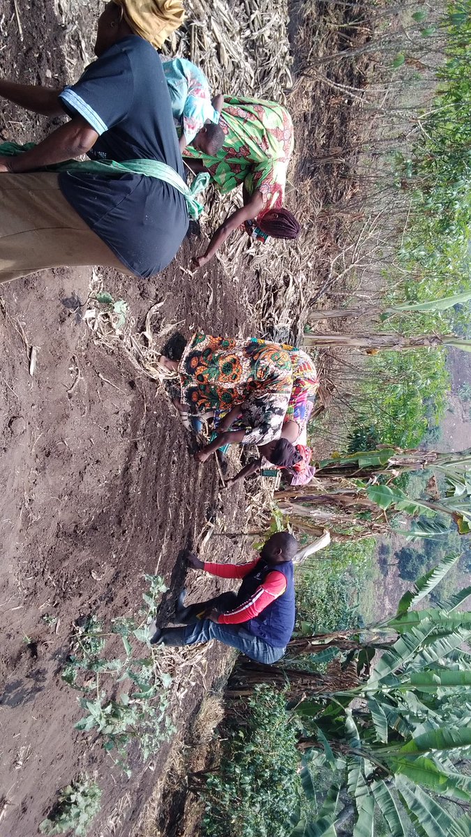 BasaijaBenjamin's tweet photo. It has been a great day training some of #RCRAUGANDA gardeners from Kalhubulha Village Kyabarungira subcounty about nursery bed preparation, sowing and management of different vegetables, Phase 8 gardeners are so excited for being part of #1000womenorganicgardens programme. https://t.co/mzukvUABBY