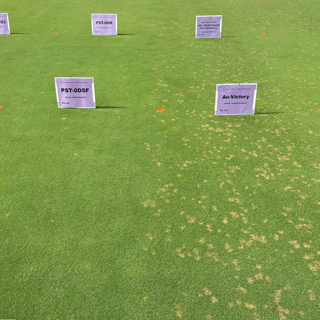 Pure Seed tweet media