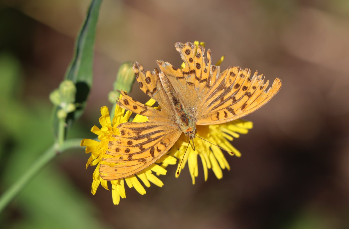 A worn-out silver-washed fritillary male (Argynnis paphia, keisarinviitta) was still today on wings near Helsinki. Flight period was again this year longer than 2 months as I saw the first one on 28 June.