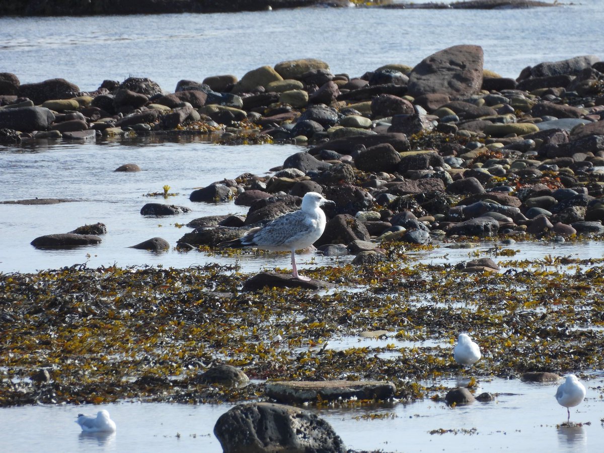 colindavison62's tweet photo. A great day at scoughall today for 79 species. This lang-leggety caspian gull was the highlight as well as marsh harrier yellow wags, wood sand, spot fly and more than 300 teal north. A large shear on the horizon was too far…… https://t.co/6dmrSA3fIh