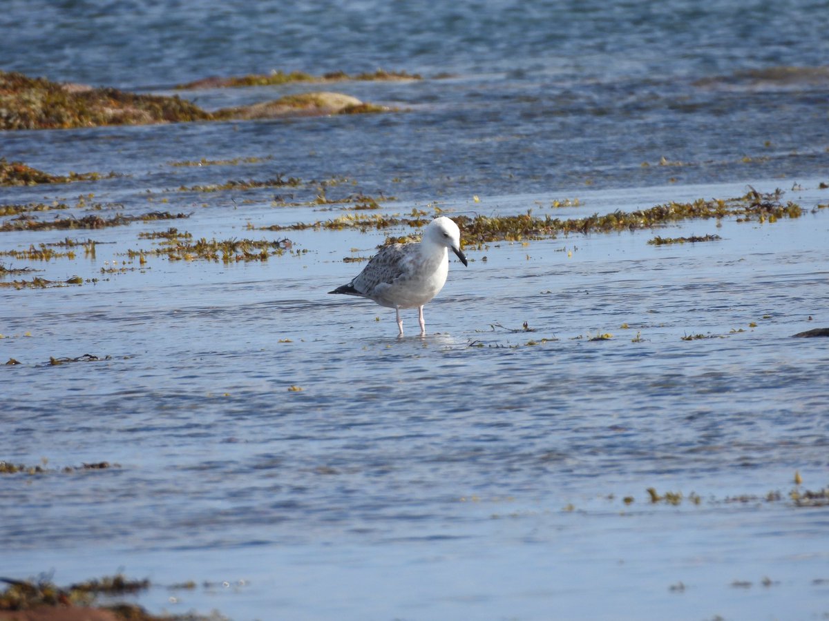 colindavison62's tweet photo. A great day at scoughall today for 79 species. This lang-leggety caspian gull was the highlight as well as marsh harrier yellow wags, wood sand, spot fly and more than 300 teal north. A large shear on the horizon was too far…… https://t.co/6dmrSA3fIh