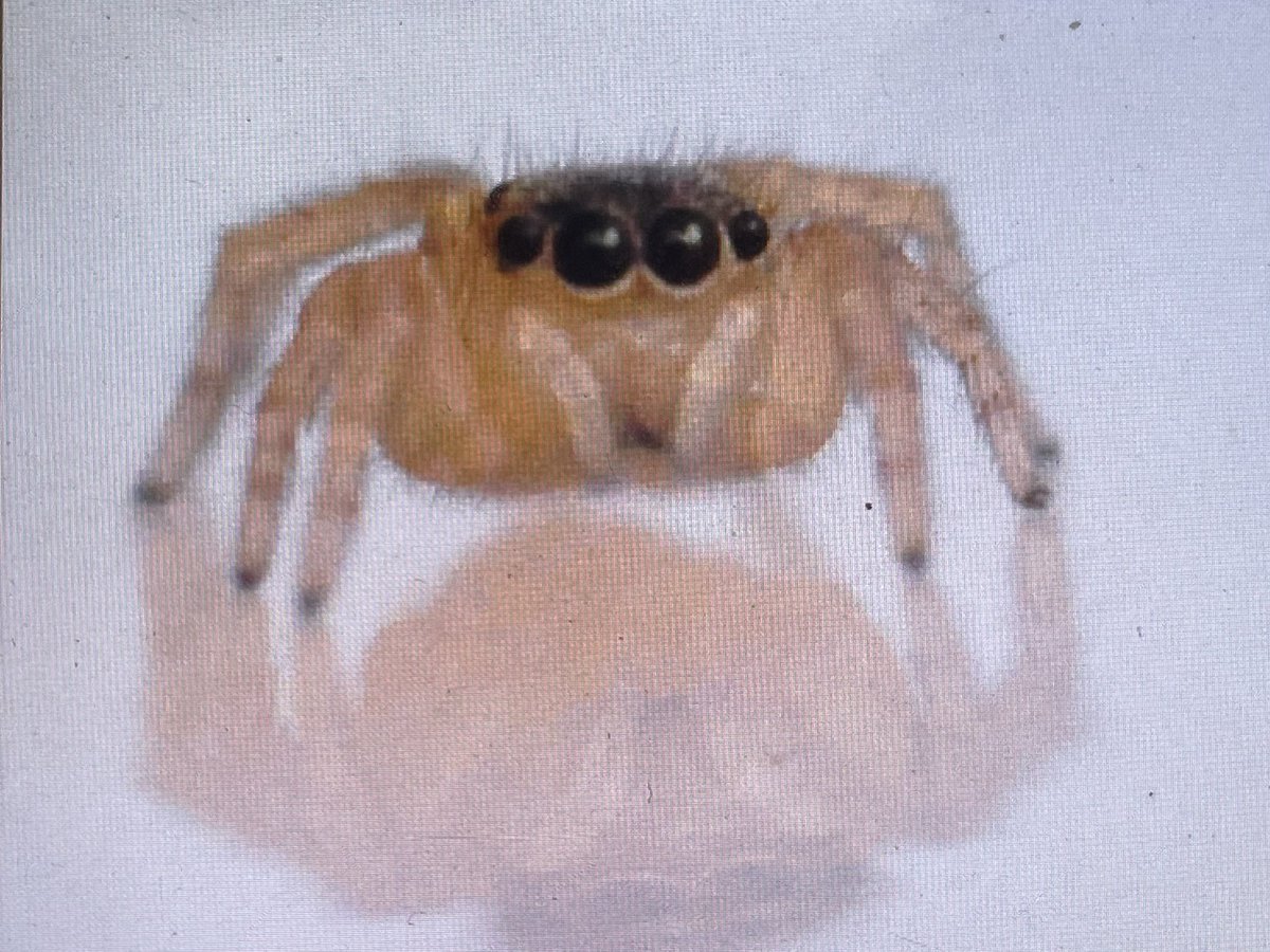 Cuteness #LivUniFrance2024 <a href="/LivUniFrance/">Liv Uni Zoology Field Course</a>