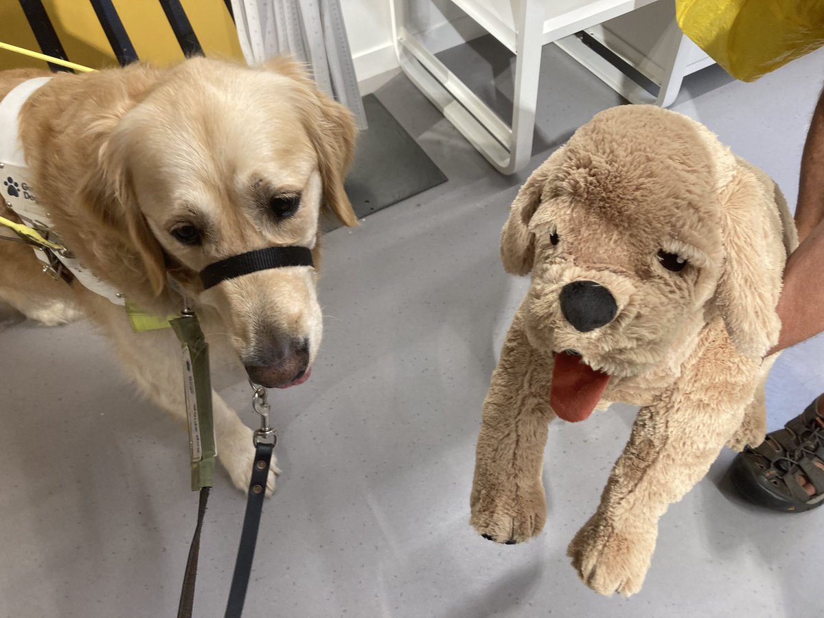 Bailey on a trip to IKEA. He decided I needed to sit on every chair indicating by laying his head on the seat. He picked out this toy which was a retriever puppy. Sadly it wasn’t suitable for Bailey as he is a soft toy destructor.