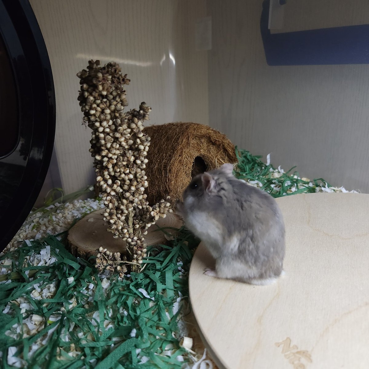 햄 안키워본 사람들은 평생모르고살겠지.. 
햄스터가무슨색이든 
꼬리색은 무조건 흰색이라는걸 
면봉꼬리니까..