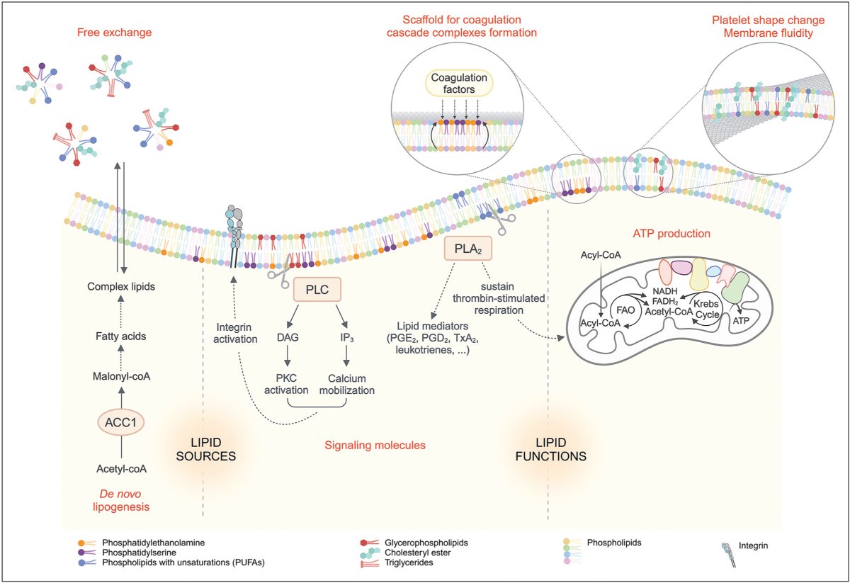 Laurence Pirotton, Emma de Cartier d’Yves &amp; Sandrine Horman et al, from @UCLouvain_be review the critical roles of platelet de novo lipogenesis, regulated by acetyl-coA carboxylase 1 (ACC1), and lipidome in platelet production, function, and diseases. 

🔗ow.ly/8Gfu50T9B8t
