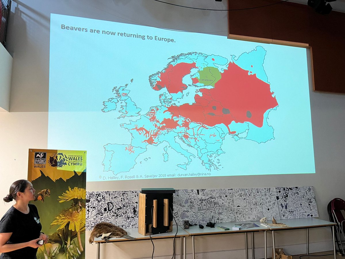 Montgomeryshire WT (@montwildlife) on Twitter photo At our #StandForNatureWales Youth Summit, our young people enjoyed hearing from Alicia, Welsh Beaver Project Officer, on how: 'Beavers play a vital role in enriching biodiversity by restoring and managing river and wetland ecosystems.'🦫🌿
<a href="/beaverafanc/">Welsh Beaver Project</a>
<a href="/North_Wales_WT/">North Wales Wildlife Trust</a> At our #StandForNatureWales Youth Summit, our young people enjoyed hearing from Alicia, Welsh Beaver Project Officer, on how: 'Beavers play a vital role in enriching biodiversity by restoring and managing river and wetland ecosystems.'🦫🌿
<a href="/beaverafanc/">Welsh Beaver Project</a>
<a href="/North_Wales_WT/">North Wales Wildlife Trust</a>
