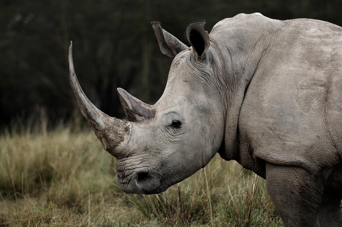 _GCS_'s tweet photo. Thanks to #conservation efforts, species are returning to the #Zinave #NP in #Mozambique as well as being #reintroduced, including Warthogs, Wildebeest, Waterbuck, and White #Rhino!

#rewild #conservationoptimism #LetNatureThrive Photo: Lenny Ignelzi

https://t.co/J5HKdt7zjK https://t.co/oy3jxI5SHa