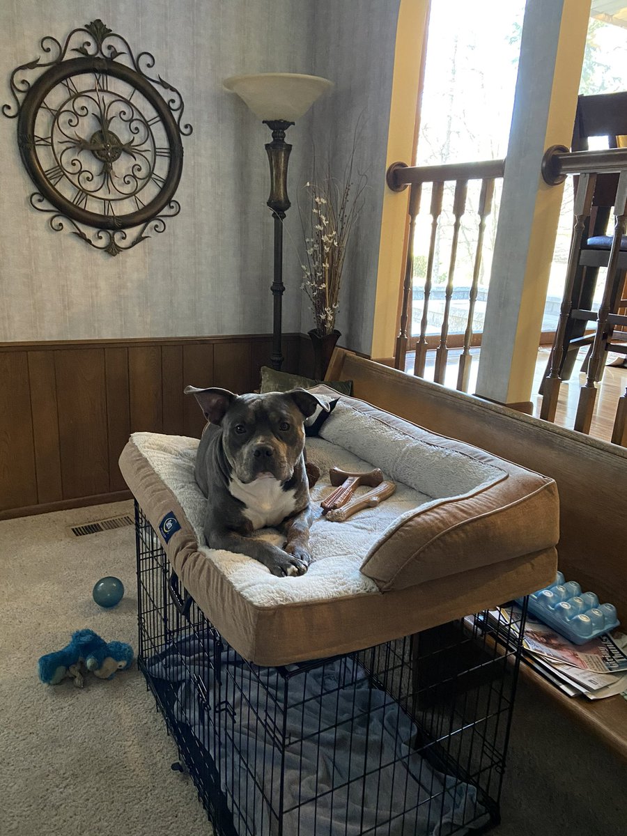 jonnyyquest's tweet photo. @NEHumaneSociety Blue needs a little sister, omw 🏃🏽‍♂️ https://t.co/JQh8FPXZL9