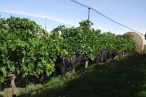 National Grape Research Alliance (@graperesearch) on Twitter photo .<a href="/Wine_Chemist/">Kerry Wilkinson</a> at <a href="/UniofAdelaide/">Uni of Adelaide</a> is developing #activatedcarbon netting to protect against wildfire smoke. She found that activated carbon fabric bags on clusters blocked up to 98% of smoke compounds. Netting could cover whole vineyards. #graperesearch tinyurl.com/3ze5mey7 .<a href="/Wine_Chemist/">Kerry Wilkinson</a> at <a href="/UniofAdelaide/">Uni of Adelaide</a> is developing #activatedcarbon netting to protect against wildfire smoke. She found that activated carbon fabric bags on clusters blocked up to 98% of smoke compounds. Netting could cover whole vineyards. #graperesearch tinyurl.com/3ze5mey7