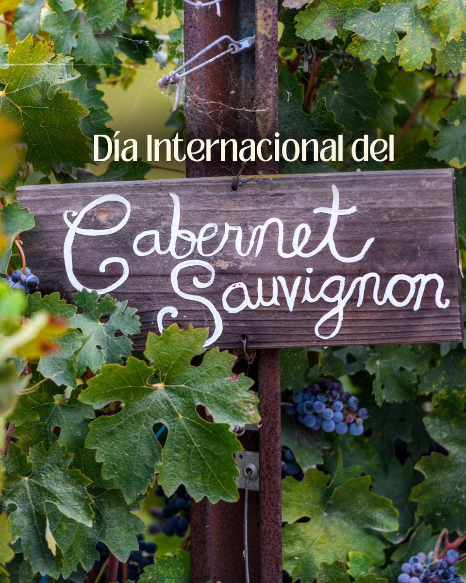 traigan_copas's tweet photo. 🍇 Hoy es el Día del Cabernet Sauvignon 

🤔 ¿Sabían que el Cabernet Sauvignon proviene del cruzamiento natural
entre Cabernet Franc y
Sauvignon Blanc? 

#cabernetsauvignon #diadelcabernetsauvignon #clubdevinos #vinostintos #winelover #wine https://t.co/IMaMSQxl2X